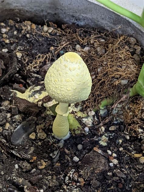 家裡長香菇風水|【盆栽長香菇風水】盆栽驚奇出現香菇！風水好壞大解。